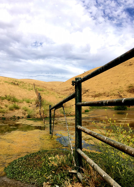 Fenceline up the Tamcan.