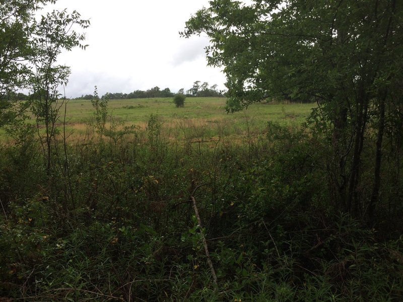 Looking up the hill from the field