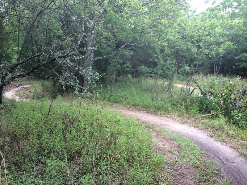 S-curve switchbacks near the end of Meadow View