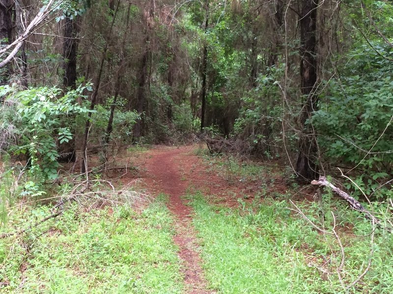 Pine needle covered trail