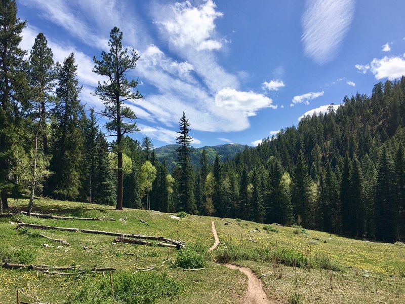 Meadow in Dutch Creek