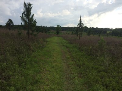 Open meadows of the northwest part of Tung Nut