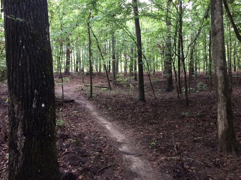 One of the many rooted climbs up the ridge on Tung Nut's south side