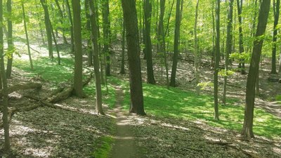 A green carpet on the Blue Trail