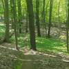 A green carpet on the Blue Trail