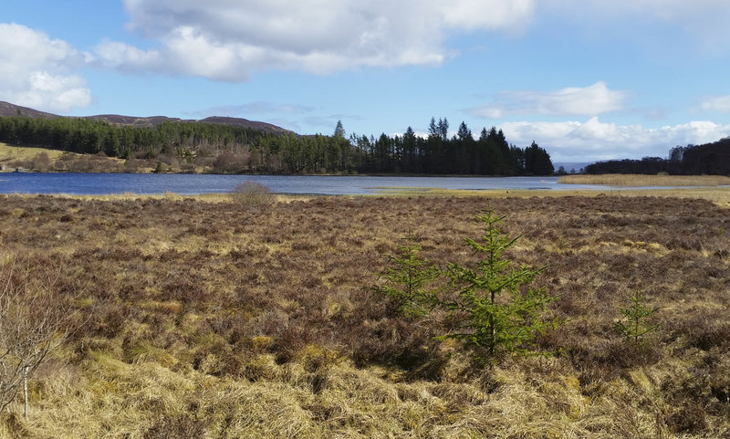 Loch Laide, Abriachan Forest Trust