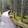 Duckboard trails to Loch Laide, at Abriachan Forest Trust