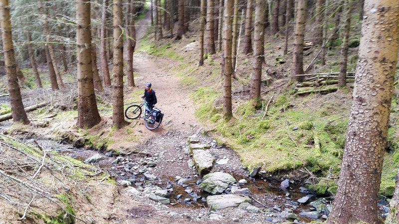 Singletrack through the pines, with streams to cross