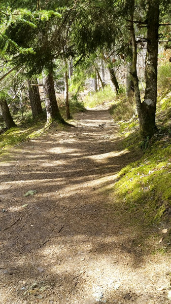 Gorgeous singletrack trails down to Invermoriston