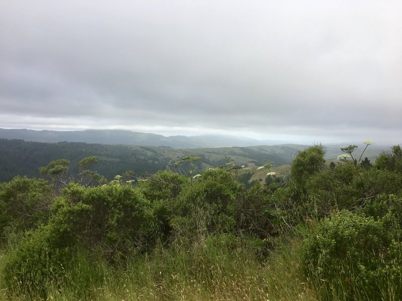 View from western ascent on Barnabe Fire Road