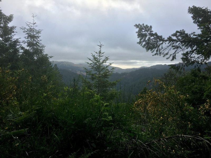 The eastern part of the trail is nicely wooded.