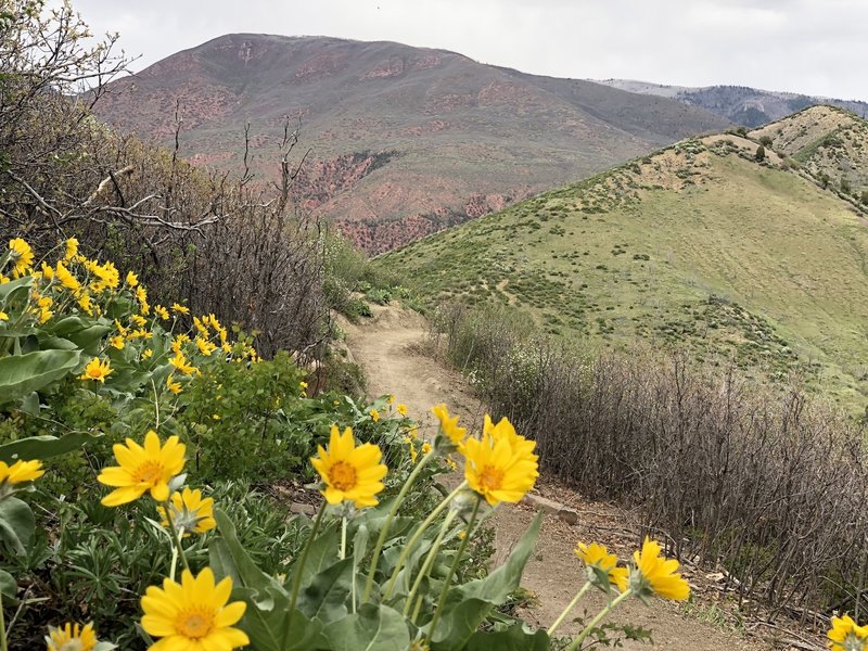 Looking north from Tramway Trail towards the Flattops.