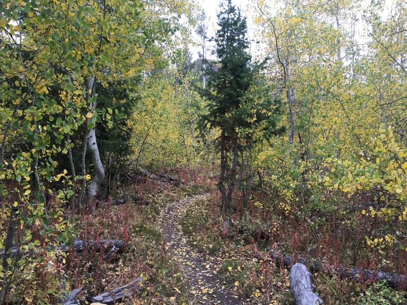 Aspen section on the south end of Red Warrior in the fall.