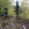 Aspen section on the south end of Red Warrior in the fall.