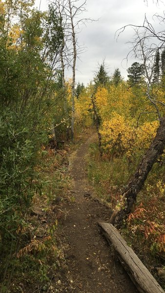 Aspen section on the south end of Red Warrior trail.