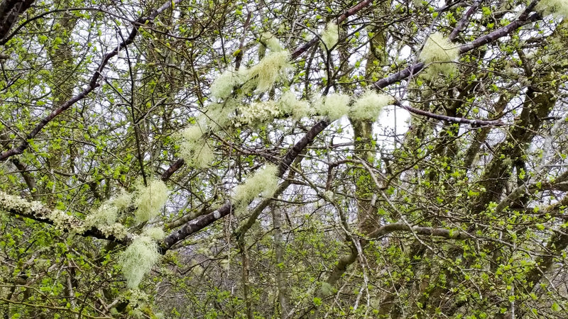 Lichen loves the clean air