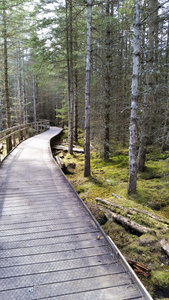 Boardwalks over water and moss to bird hide over Loch Laide, at Abriachan Forest Trust