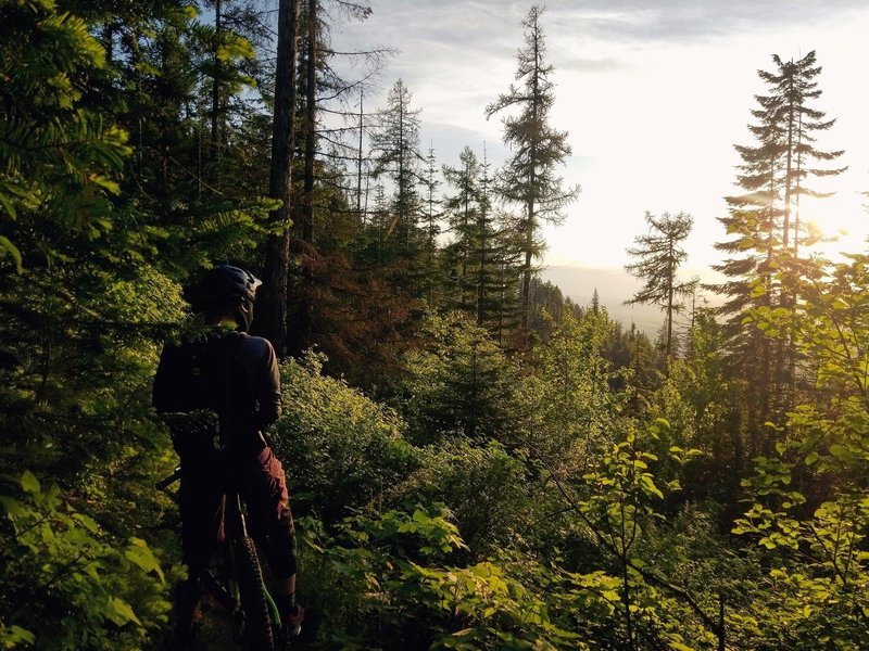 Big Tree views