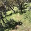 Cool section of mountain mahogany