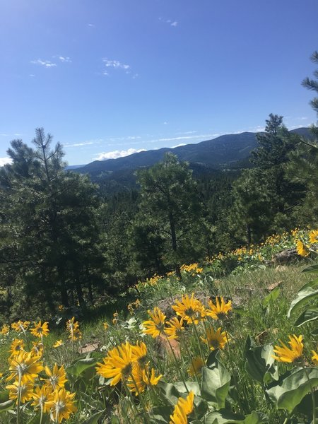 May 26, 2018 Arrowleaf Balsamroot explosion!