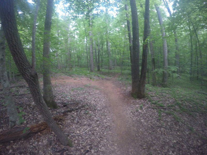 Riding north, go over the top of this left hand berm to continue north on the extended trail; go left around the berm to experience the technical section and return to the trail-head.