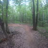 Riding north, go over the top of this left hand berm to continue north on the extended trail; go left around the berm to experience the technical section and return to the trail-head.