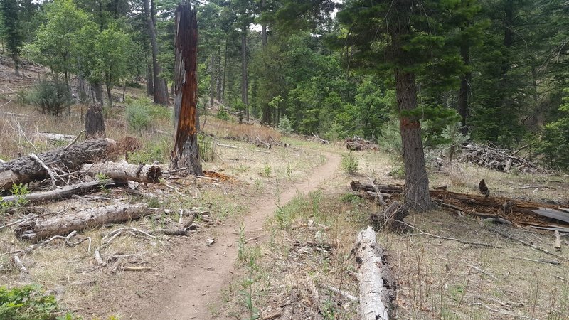 Easy section of trail off Mescalero fire road