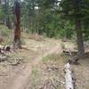 Easy section of trail off Mescalero fire road