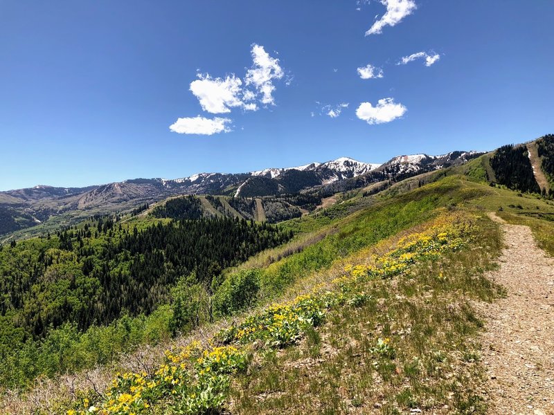 View of the canyons in the back, as well as top of Rob's Trail