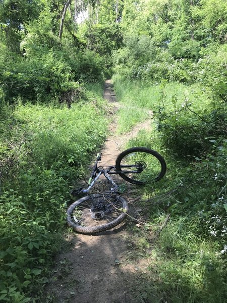 Aftermath of going over the bars. This is near the top of the trail (5 minutes into my ride) came flying down the hill only to encounter a big brush pile. Couldn't stop or turn. Tried to plow through and flipped.