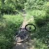 Aftermath of going over the bars. This is near the top of the trail (5 minutes into my ride) came flying down the hill only to encounter a big brush pile. Couldn't stop or turn. Tried to plow through and flipped.