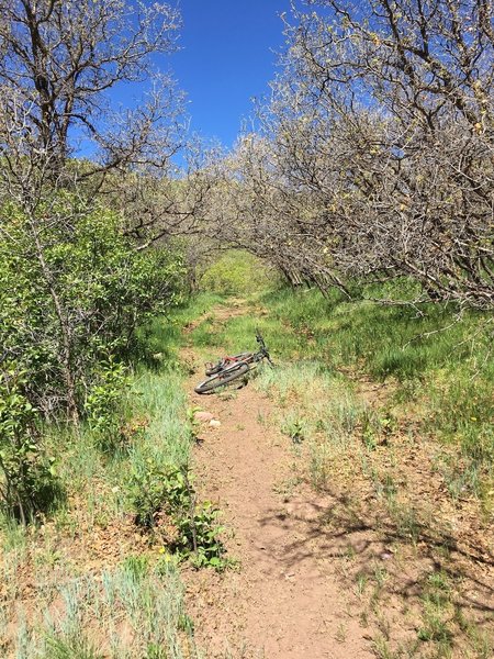 Riding through an oak brush tunnel