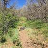 Riding through an oak brush tunnel