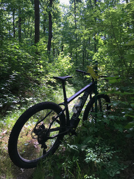 Wildcat trail is marked by yellow trail markers. See by right handlebar
