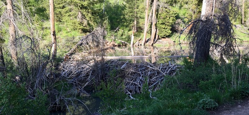 Beaver dams