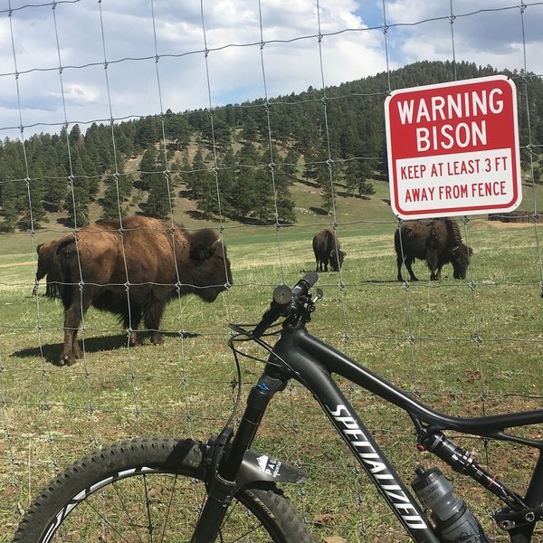 Genesee Mtn Trail Bison Herd