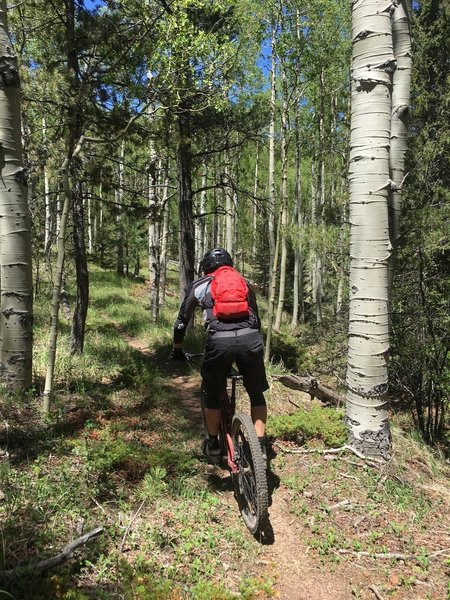 Cruising through aspens