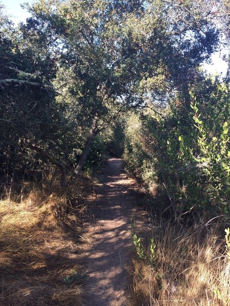 Tunnel through brush and trees.