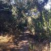 Tunnel through brush and trees.