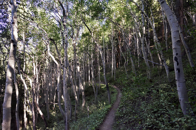 Aspen along the CT