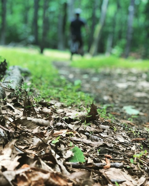 Checking out the medow towards the end of the trail