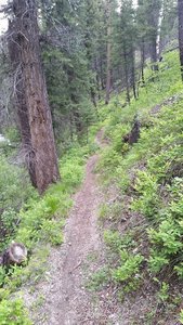 Looking back up the trail while descending along Fitsum Creek