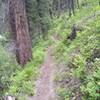 Looking back up the trail while descending along Fitsum Creek