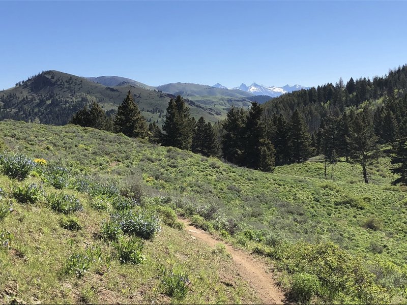 Meadow with a view of Baldy and the Pioneer mountains before dropping into Lodgepole