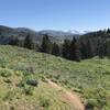 Meadow with a view of Baldy and the Pioneer mountains before dropping into Lodgepole