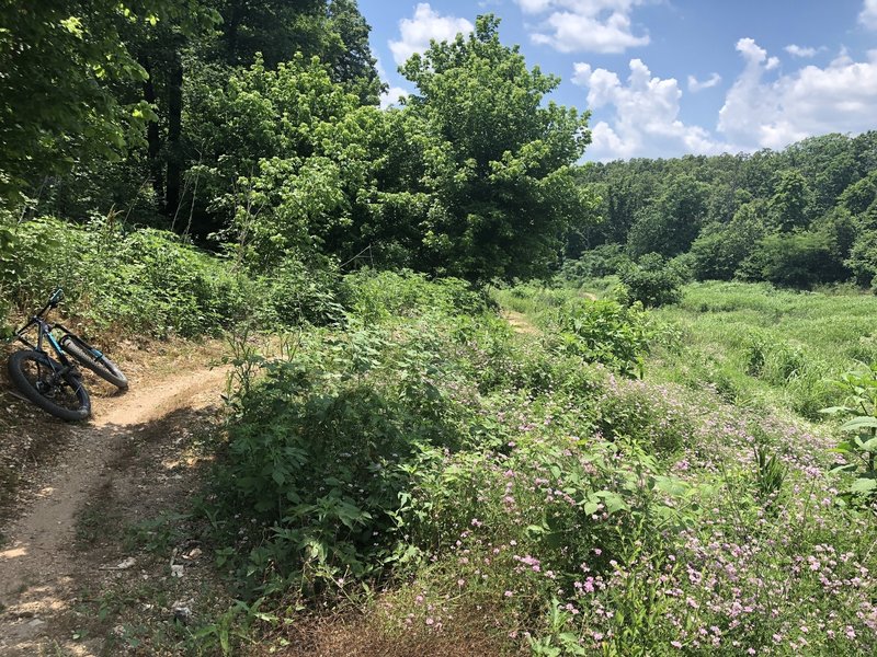 Entry to west half of Taylor Homestead—appears to be home of the groundhogs!