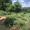 Entry to west half of Taylor Homestead—appears to be home of the groundhogs!