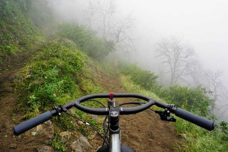 Switchback into the mist near the top of Sunset Ridge Trail. Everything green is Poison Oak.