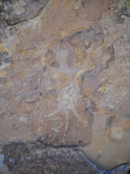 Horned lizard petroglyph