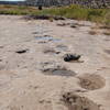 Dinosaur tracks along Purgatory River